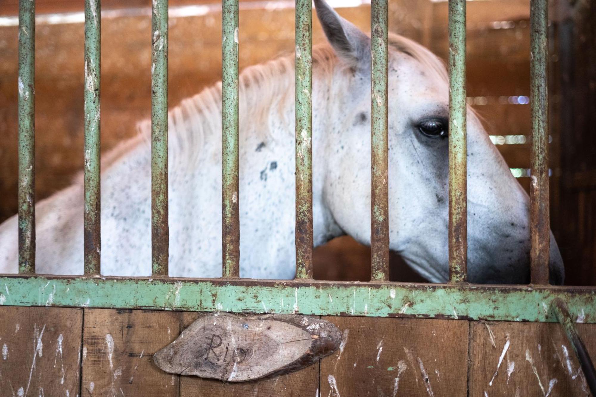 Horse Farm Holiday Pr' Kolenc Zgornje Gorje Екстериор снимка