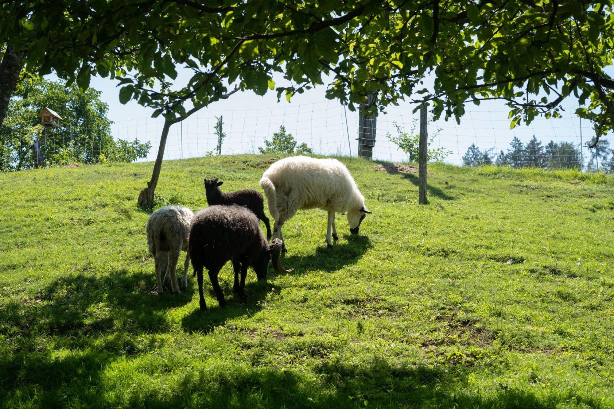 Horse Farm Holiday Pr' Kolenc Zgornje Gorje Екстериор снимка